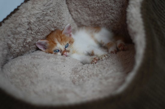 A small orange and white kitten is dwarfed by the pet bed they're resting on.