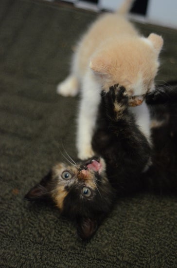 Two kittens wrestle, one with its mouth hanging open.