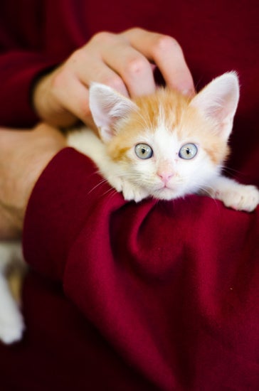 An orange and white kitten with eyes wide open is being held and petted.