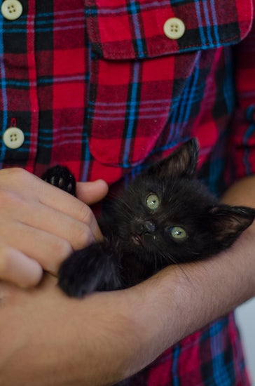 A person holds a kitten in their arms.