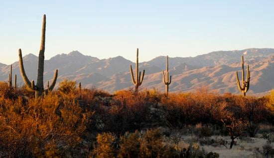 A brush desert with cactii