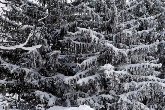 Snowy pine trees
