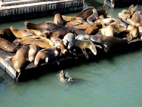 a large group of sea lions basking on a dock