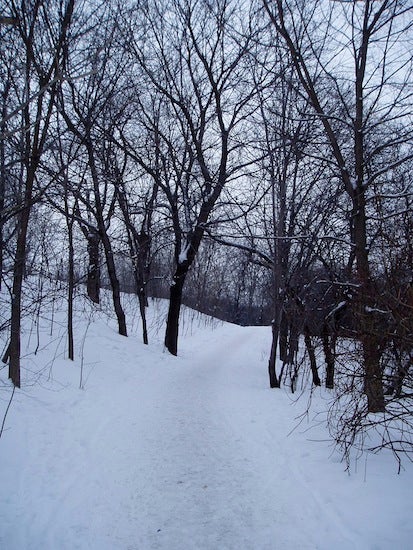 A snowy walkway in trees