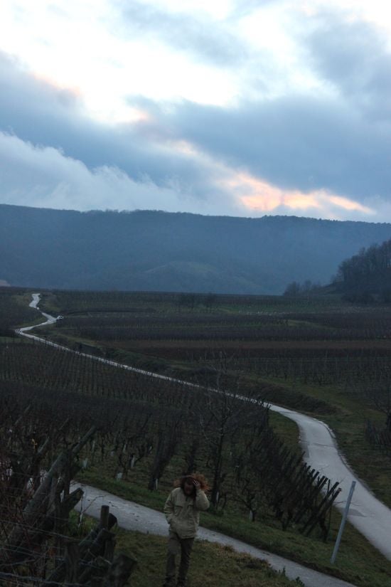 An expanive view of grape vines
