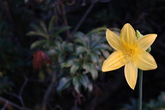 A blooming daffodil