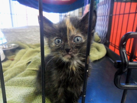 A kitten peers out of a cage