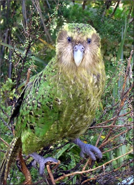 A green bird in green brush