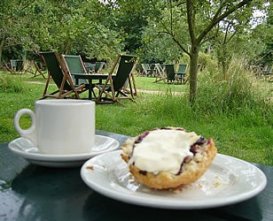 Biscuit and coffee in a park