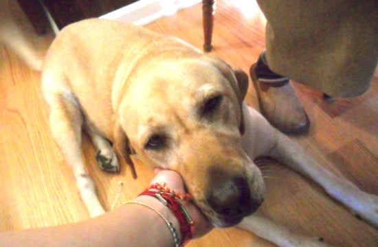 The photographer's hand petting a yellow labrador 