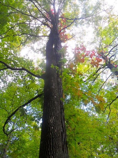 A tall tree, viewed from the bottom of the trunk looking up