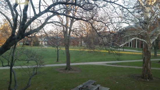Green quad with bare trees.