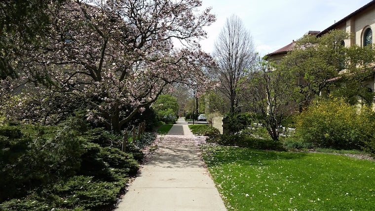 Flowering trees beside a sidewalk