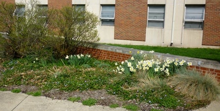 Garden outside of North Hall