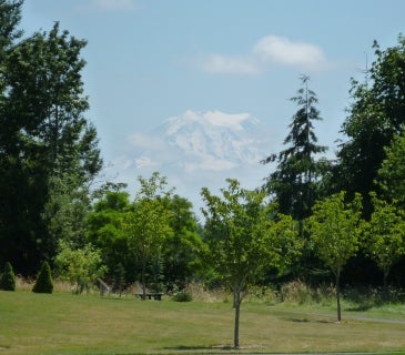 A mountain in the distance past green trees