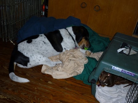 A dog sleeps in a pile of clothes
