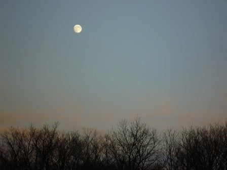 Moon above treetops.