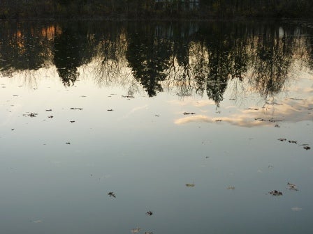 The trees are at the top and upside-down, making it clear that this is a reflection on a body of water.