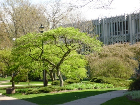 Tress outside of King Hall