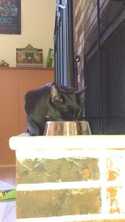 A black cat eats from a bowl.