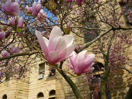 Blossoms outside of Wilder Hall