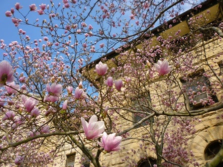 Blossoms outside of Wilder Hall 
