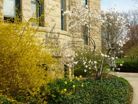 Flowers growing outside of Peters Hall