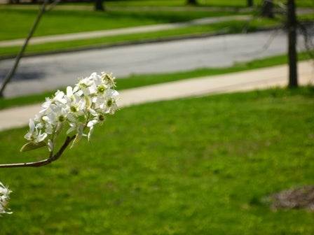 White flowers on a branch