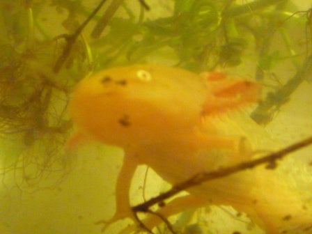 Close up of salamanders face 