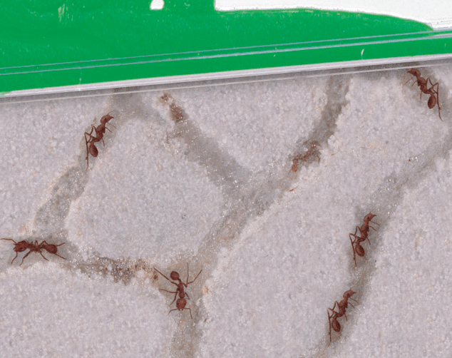 A close up of ants tunneling in the ant farm