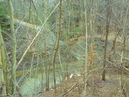 Bare trees next to a creek