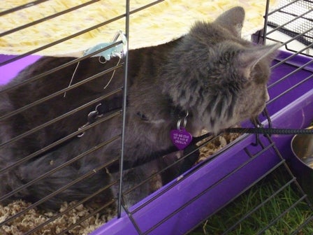 A fluffy cat in an open cage in the grass