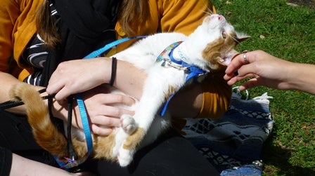 A cat leans back, enjoying a belly scratch
