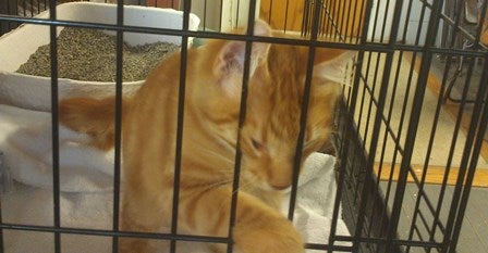 A cat with orange stripes in a cage with a litter box
