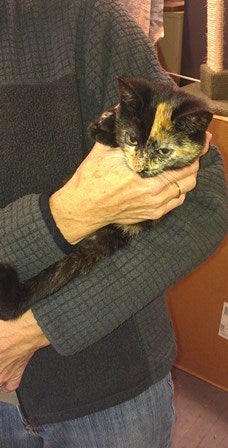 The same cat, still being held