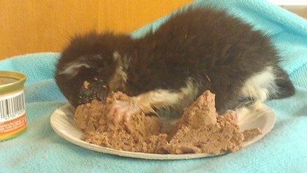 A kitten on a plate of cat food