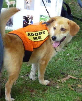 A dog on a leash wears a sweater with the words Adopt Me