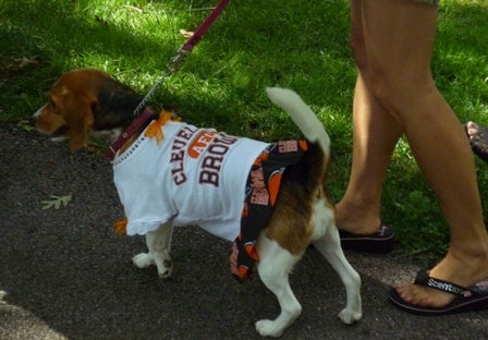 A small dog wearing a Cleveland Browns shirt