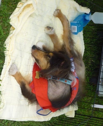 A dog is curled up on a blanket in the grass