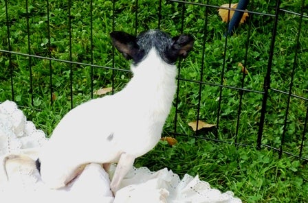 A black and white dog on a blanket, in a cage, on the grass