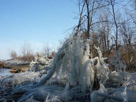 A tree covered in ice