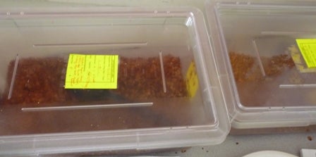 Containers filled with granola
