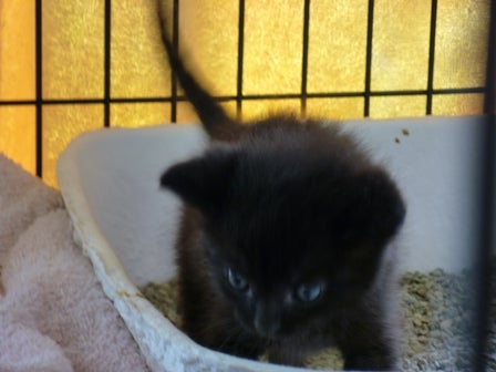 Kitten in the litter box