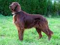 A large dog with brown, straight long fur