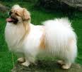 A small white dog with straight fur. Its tail is very fluffy and full