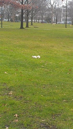 White squirrel in the grass, from a distance