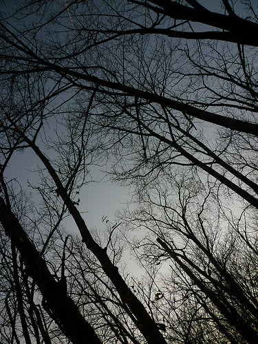 Slanted photo of bare trees and the sky