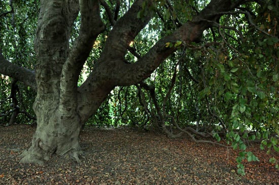 The trunk of the tree is spacious as the branches create a large canopy