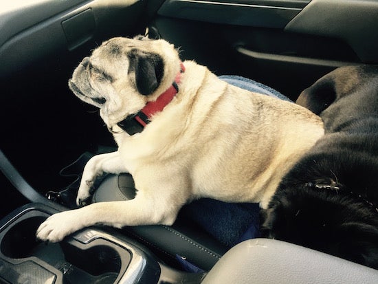 A pug sits in a drivers seat with its eyes cloed