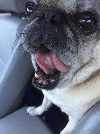 A pug with its mouth open like a yawn